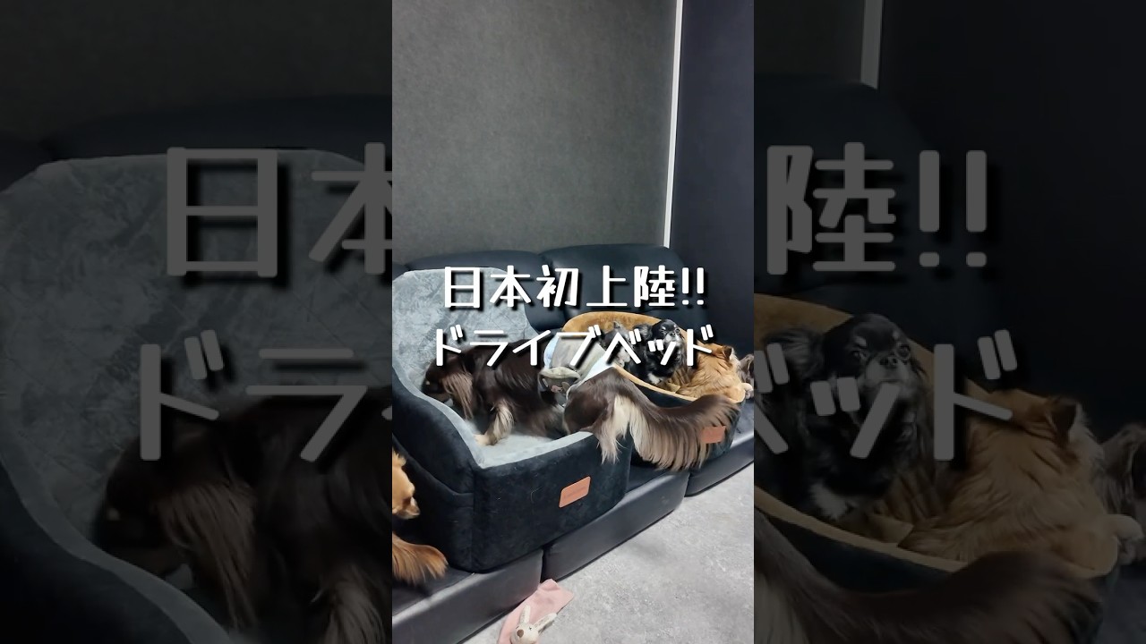 THE BEST EVER] Introducing the Gorgeous Dog Car Bed, Now Available