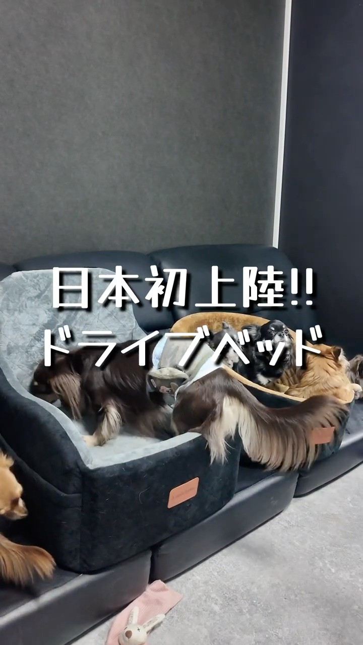 最高やった】日本初上陸のゴージャスドライブベッドご紹介!! - YouTube