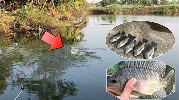 CÂU CÁ RÔ PHI CỮA CỐNG NƯỚC LỢ  HƯNG HUGO