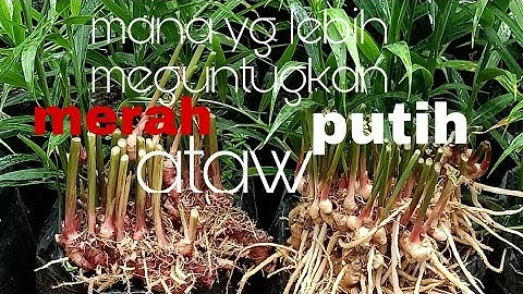 MANA YG LEBIH MEGUNTUNGKAN JAHE MERAH ATAU PUTIH