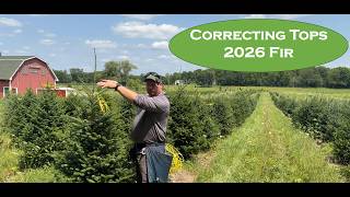 Training Perfect Tree Tops with a MAX Tapener