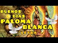 Buenos Días Paloma Blanca "Letra" | Vers. Estudiantina.