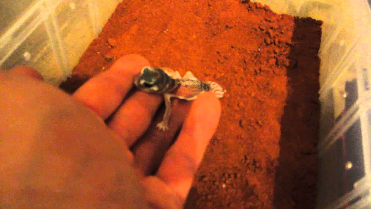 sheet bend Four new reptile arrivals!