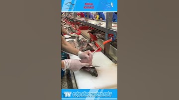 CÁCH LỌC CÁ RÔ PHI SIÊU NHANH#TVcuocsongthuongngay