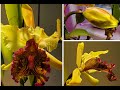 Cattleya dowiana Развитие цветоноса и цветение