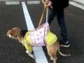 後ろ肢が弱った高齢犬ランちゃんと、サポーターを使っての散歩