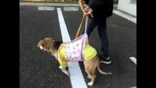 後ろ肢が弱った高齢犬ランちゃんと、サポーターを使っての散歩