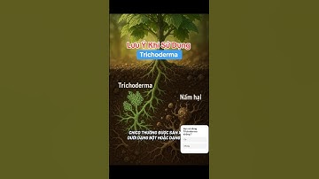 Những lưu ý khi sử dụng nấm đối kháng Trichoderma #trichoderma #chuối #farming #chuốimô #agriculture