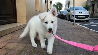 First walk of White Swiss Shepherd