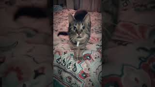 Jiggy the furgoblin #catshorts #cutecat #tabbycat