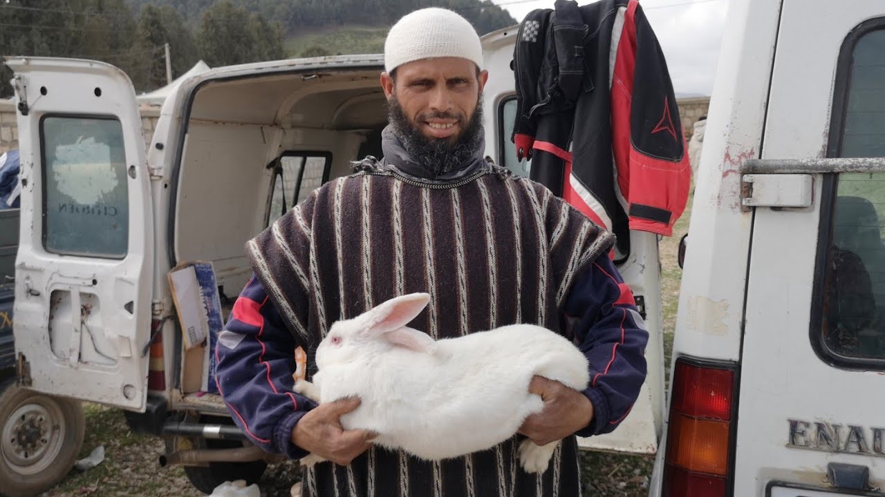 سوق أزرو للدجاج بلدي وأرانب وطوس 2022/03/29