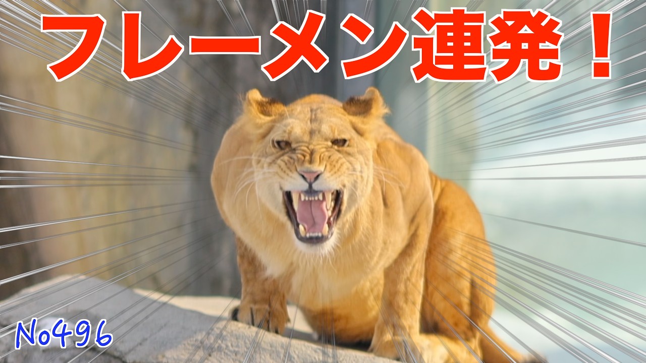 No496 フレーメン連発！イトはパーチェを探している？　円山動物園　#lion #オリトファミリー　#zoo