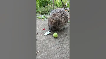 ЁЖИК СНИМАЕТ ТАПКИ И ЕСТ РЫБУ