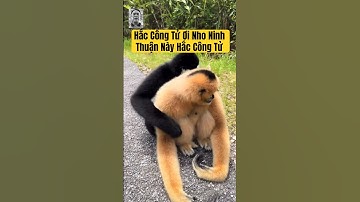 Hắc Công Tử Ơi Nho 🍇 Này Hắc Công Tử #hắccôngtử #độngvậthoangdã #wildlifevietnam