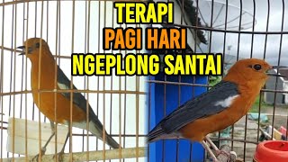 ANIS MERAH NGEPLONG SANTAI PAGI HARI | ANIS MERAH NRATAK NGEPLONG