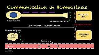 Human Physiology 44 - Endocrine Terminology