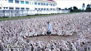 The duck | Duck | Follow the flock of ducks that lay more than 14,000 ducks in 24 hours.Animals