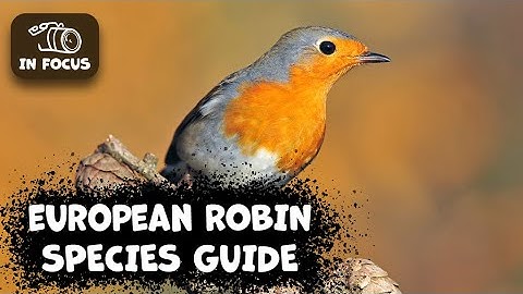 European Robin Species Guide: Facts you need to know