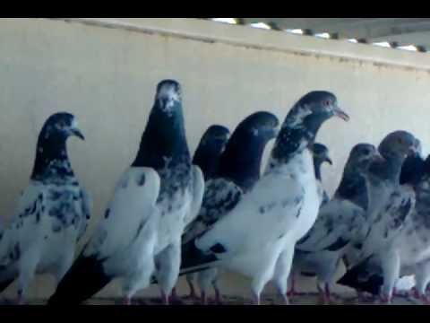 Mohammed Pigeon From Dubai.3gp