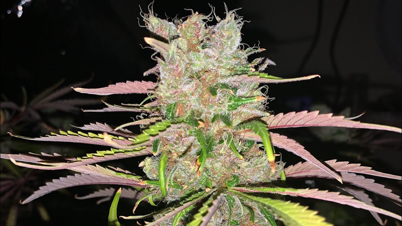 Tour of the grow, bike life to MJ life