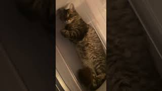 Adorable Cat Finds Cozy Spot in the Refrigerator