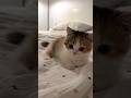 wait for it 🥰 #catsoftiktok #funnycat #kitten #cutecats #catlovers