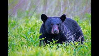 Black Bear Safety Tips