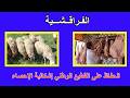 الحفاظ على القطيع الوطني وإشكالية الإحصاء المغرب غلاء الأسعار