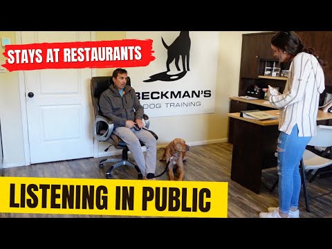 Videó: A kutyáknak prédben kell lenniük nyilvánosan?