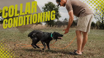 COLLAR CONDITIONING for YOUR Retriever-How, When, & WHY you need to take the time to do it (Video 4)