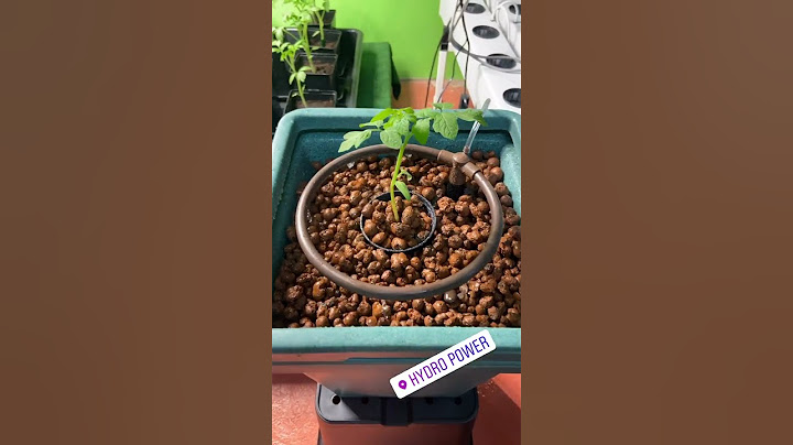 Tomate cultivé en hydroponie.
