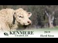 Kenmere Charolais 2019 Herd Sires