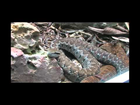 Documental Zoolgico Regional de Chiapas " Miguel A...