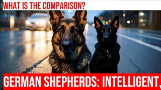 Intelligence & Tenacity: German Shepherd vs Border Terrier