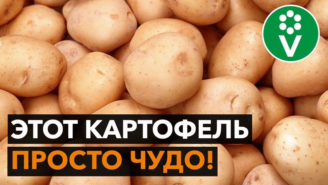 НАХОДКА! Семенной картофель экстра-класса за копейки!