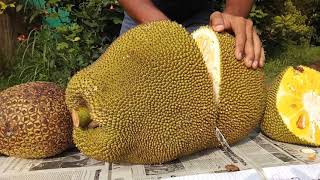Cutting and display of the 7 different varieties of Jackfruit