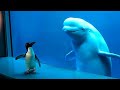 生まれて初めてペンギンを見たベルーガ。その反応を見て下さい