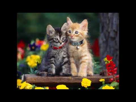 Video: Ar Visi Baltymai Naudingi Kačiukams - Maitinant Kačiukus Geros Sveikatos