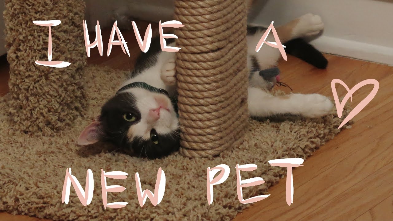 i adopted a cat