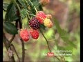 Mulberry farming Kanthalloor Money Time