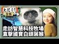 《4K完整版》走訪智慧科技牧場 直擊國寶白頭葉猴【‪‪‪‪‪‪ @ctvchinatv  EP2136】 #大陸尋奇 #廣西 #崇左 #左江斜塔 #牛奶 #白頭葉猴 #智慧牧場 #酸粥魚 #壯族
