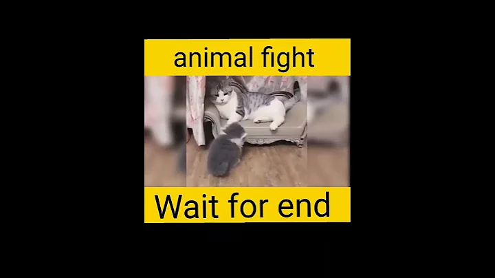 Video 4441241: fight animals, cute cat