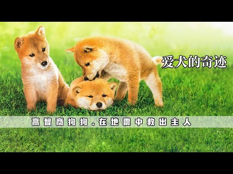 狗狗有多忠誠？流浪狗為守護主人，險些失去幼崽，真實改編的電影