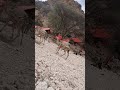 Daawo:Cidamada difaaca Puntland Oo  Awrtooda u Rartay Meelaha ay ku Dhuumalaysanayaan Firxadka Dcsh.