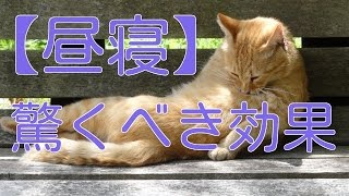 夜の睡眠とは全く違う！昼寝の目的と驚くべき効果とは？