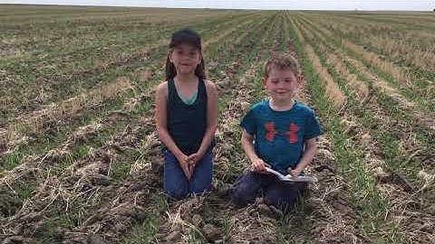 Video 25 - Wheat Scouting