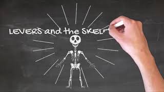 Levers and then Skeletal System - speaker version