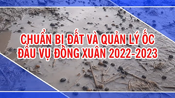 CHUẨN BỊ ĐẤT VÀ QUẢN LÝ ỐC ĐẦU VỤ ĐÔNG XUÂN 2022-2023 | BIOCROPSCIENCES VN