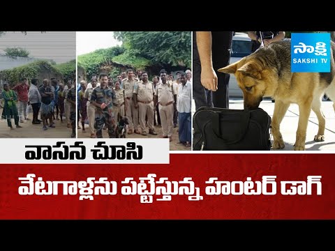 Sniffer Dogs in Action : Tracking Poachers by Smell | Sakshi TV - SAKSHITV