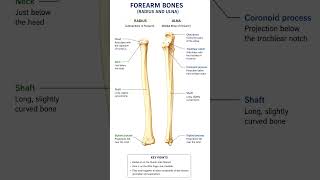 Forearm bones #ulna #radius @physiotreat